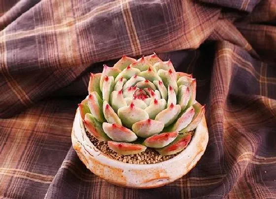 冬天植物|吉娃娃怕冷吗