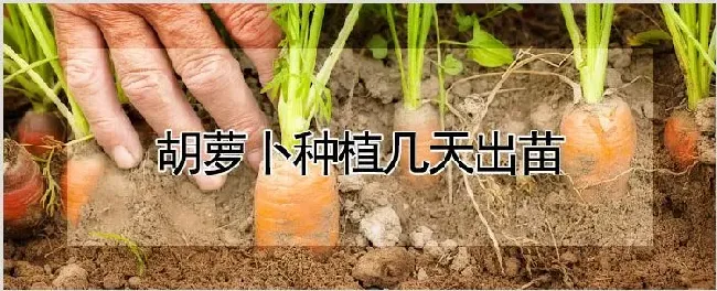 胡萝卜种植几天出苗 | 耕种资料