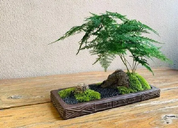 植物浇水|文竹多少天浇一次水