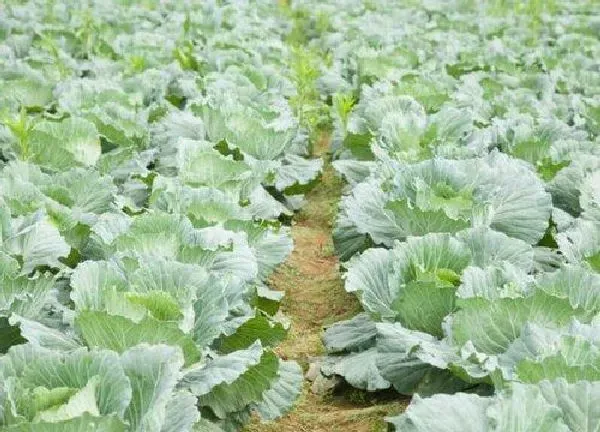 植物移栽|白菜苗什么时候移栽比较好