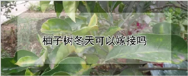柚子树冬天可以嫁接吗 | 种植技术