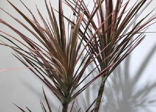 植物换土|千年木用什么土最好