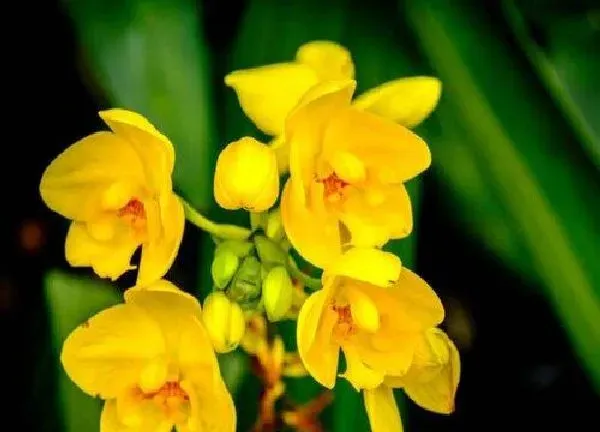植物移栽|对兰花什么时候换盆好
