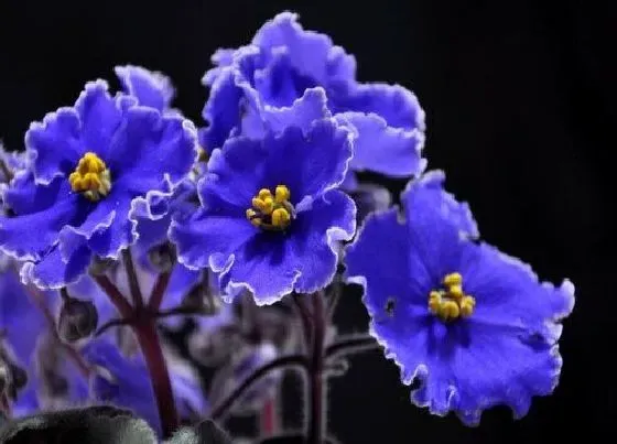 开花时间|紫罗兰什么时候开花 几月份开花