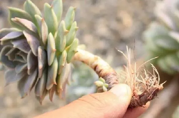 植物生根|多肉怎么修根 上盆换盆前的修根方法