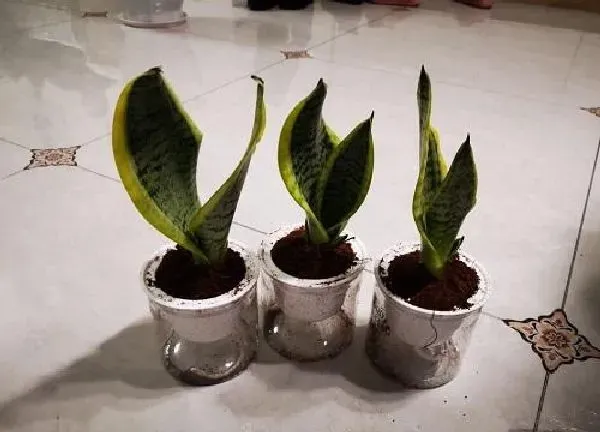 植物移栽|夏季虎皮兰换盆注意事项