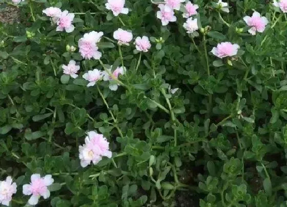 种植百科|重楼什么季节种植最好 几月份种植最佳