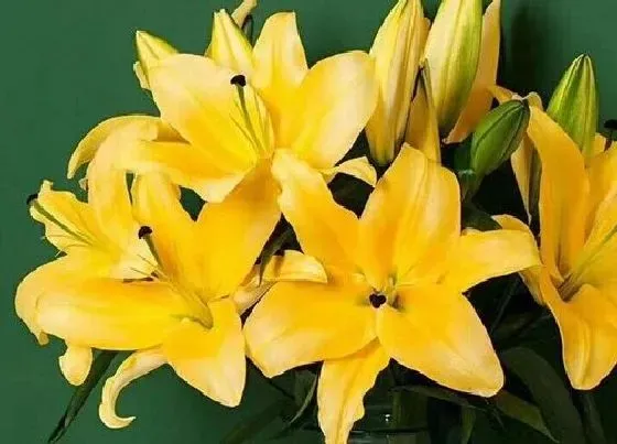 生长环境|百合花生长环境条件及特点