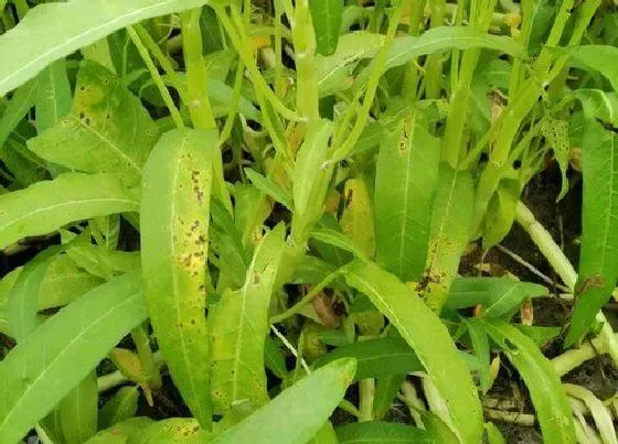 植物播种|空心菜什么时候播种合适