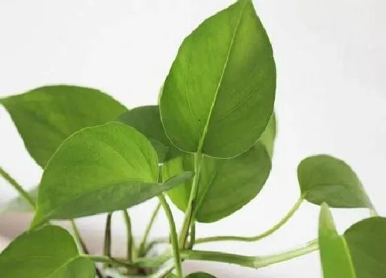 植物招财|绿萝适合在家里养吗 绿萝养在家里好不好