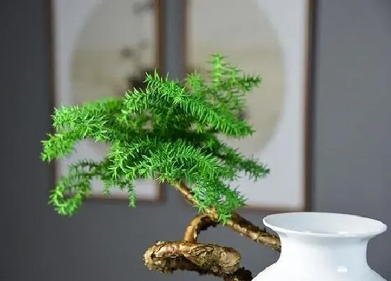 树之最|高大又笔直的树有哪些