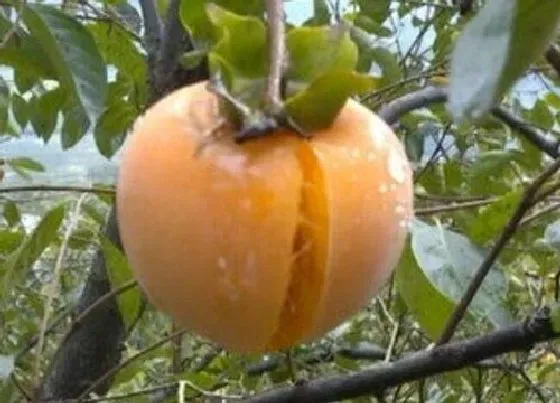 果实诊疗|柿子裂果怎么办