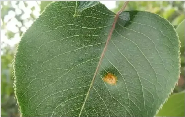 梨树种植技术 如何种植梨树产量会更高？ | 种植资料