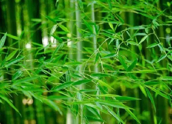 种植管理|竹子什么时候种植最好