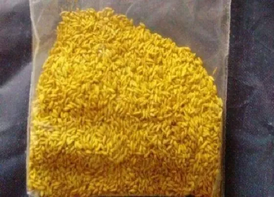 植物百科|伊乐藻有种子吗