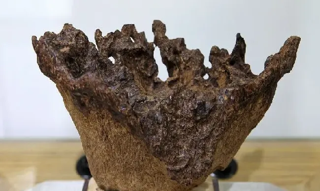 植物百科|奇楠沉香的用途及价值（正宗三年的奇楠沉香木市场价）