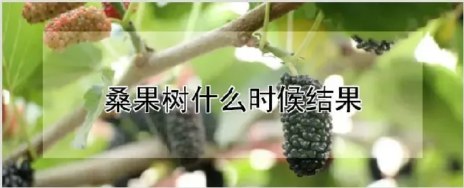 桑果树什么时候结果 | 种植技术