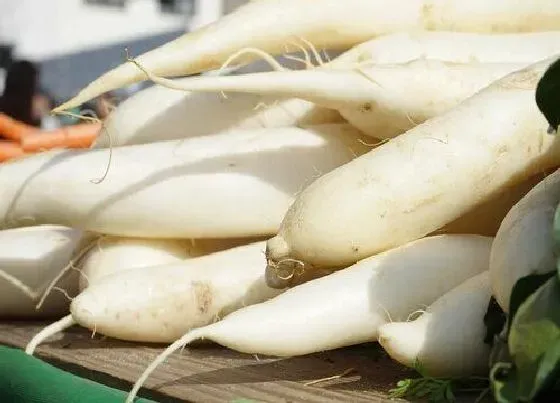 食用技巧|萝卜怎么挑选好吃的