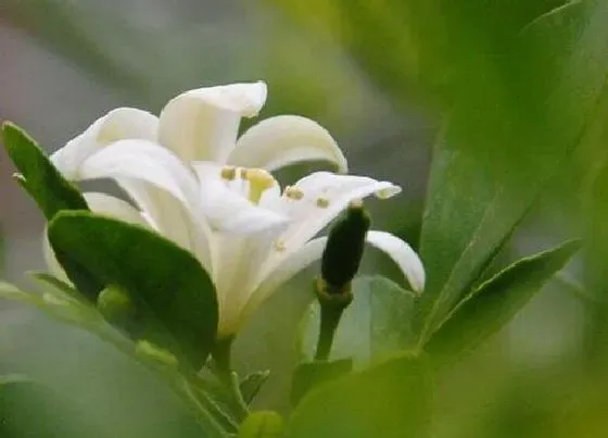 冬天植物|米兰耐寒吗