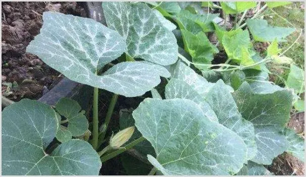 南瓜叶子卷缩是什么原因 | 种植技术