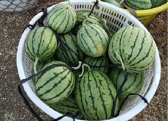 开花时间|西瓜种植多久开花结果 从发芽到开花一般要多久