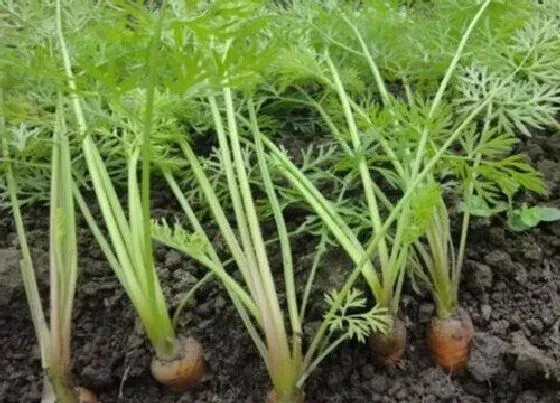种植管理|胡萝卜种植行距和株距 种植间距多少合适