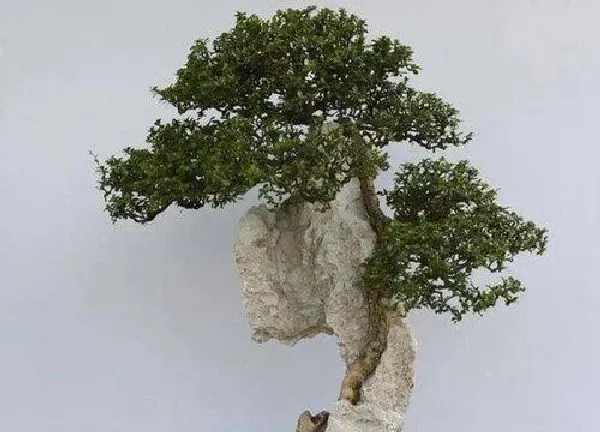 盆景|福建茶盆景养护方法 用什么土栽培好