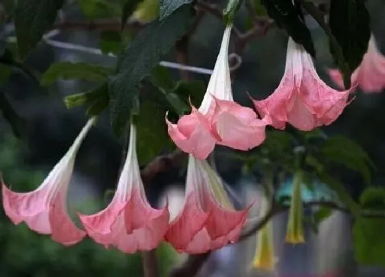 花期|曼陀罗花期是什么时候