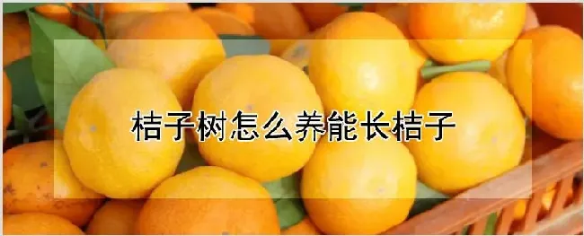 桔子树怎么养能长桔子 | 自然知识