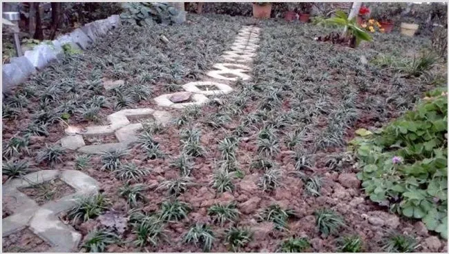 麦冬的种植条件 | 农业科普