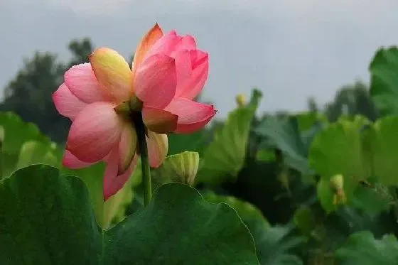 开花时间|并蒂莲几月份开花 一年开几次花