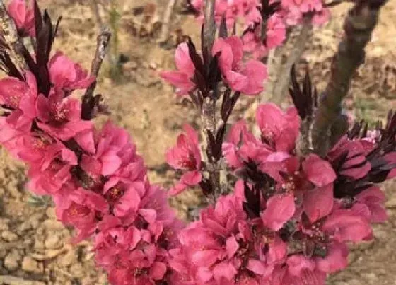 花期|桃梅一年开几次花