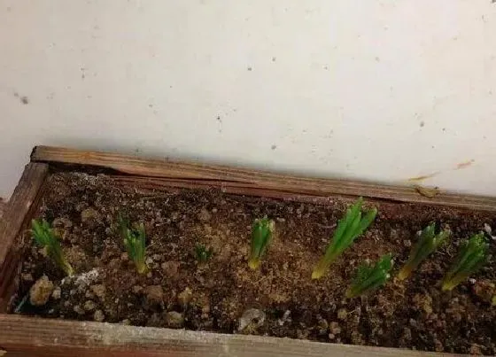 种植土壤|风信子可以种在土里吗