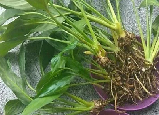 烂根|白掌烂根怎么办