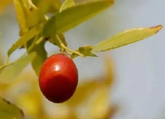 植物种类|棘树是什么树 属于灌木科木本植物