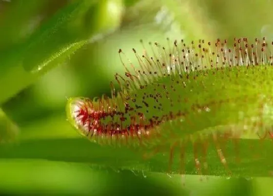 植物排行|食虫植物有哪些