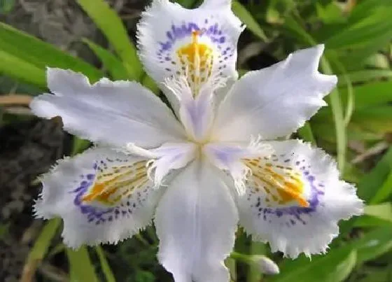 植物百科|鸢尾花是什么花序类型 属于总状花序