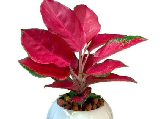 植物百科|吉祥如意开花吗 开花是什么样子
