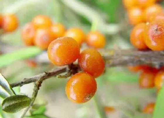 植物百科|沙棘属于什么植物类型