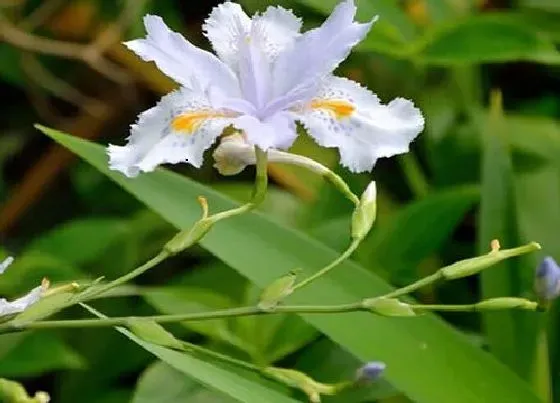 植物百科|鸢尾花是什么花序类型 属于总状花序