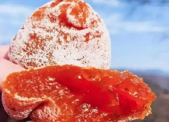 水果科普|全国哪里的柿饼最好吃最出名 什么地方的柿子饼最正宗