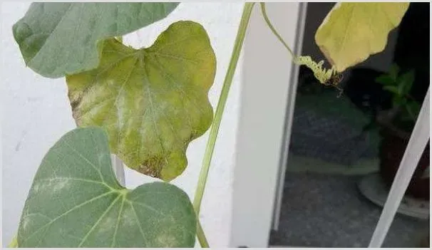 葫芦叶子发黄枯萎怎么处理 | 耕种资料