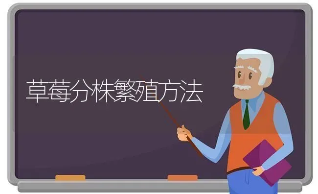 草莓分株繁殖方法 | 瓜果种植