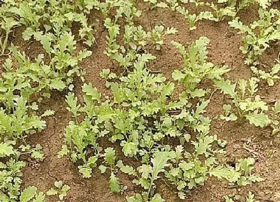 种植管理|雪里红生长期为多少天