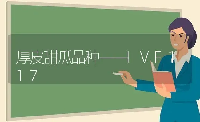 厚皮甜瓜品种——IVF117 | 瓜果种植