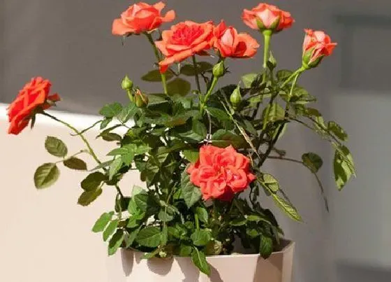 种植位置|月季花可以种在室内吗