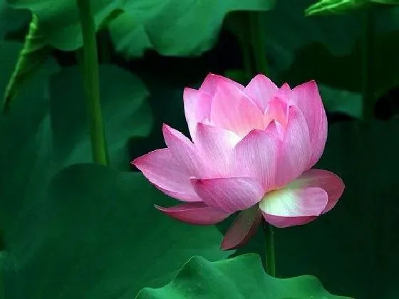 风水百科|家里为什么不能养荷花