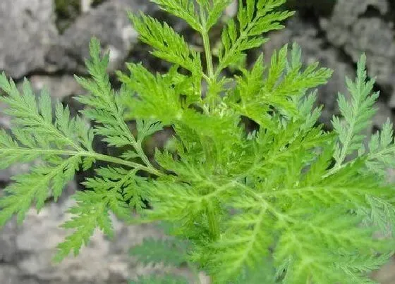 植物种类|青蒿和苦蒿是一种植物吗