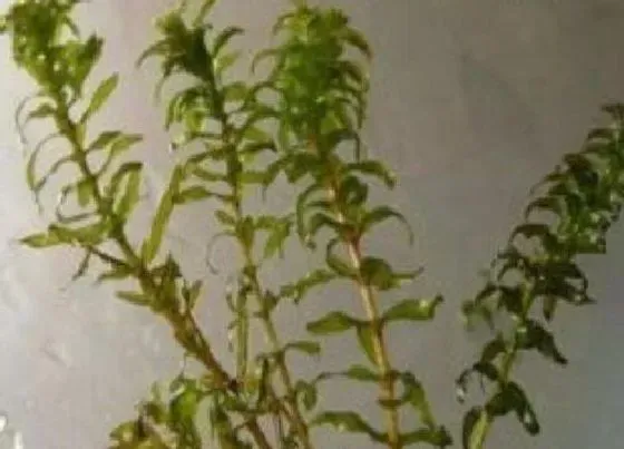 种植管理|菹草种子几月份种植合适