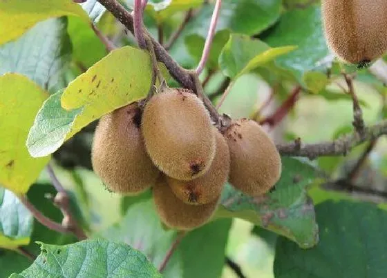 植物修剪|猕猴桃怎么修剪方法